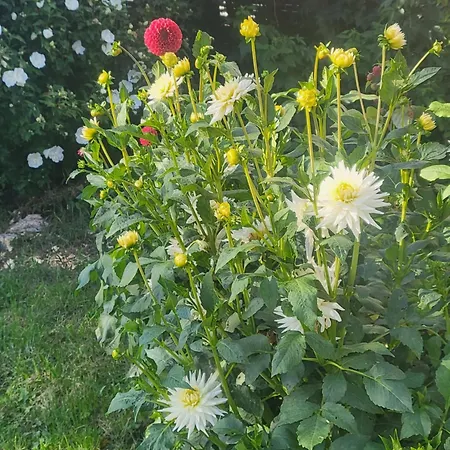 Appartement Bajka